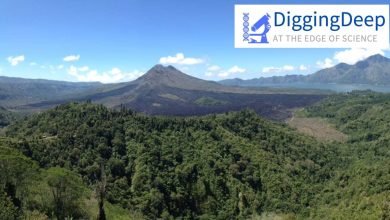 الحفر العميق: ما تكشفه تجربة إندونيسيا في الحد من الانبعاثات حول مكافحة إزالة الغابات