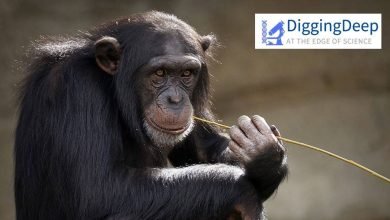 الحفر العميق: لاحظ الشمبانزي تطبيق الحشرات على الجروح