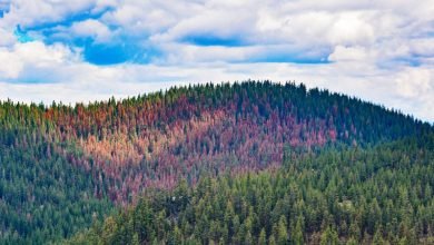 هذا الكريسماس ، إنه “Firmageddon” حيث يضرب تغير المناخ ولاية أوريغون