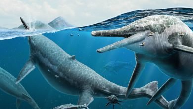 سر الزاحف القديم بونيارد في نيفادا سر الزاحف القديم بونيارد في نيفادا