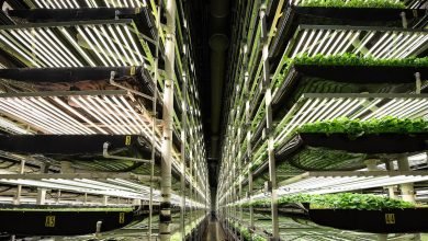 وجدت الزراعة العمودية نكهة قاتلة