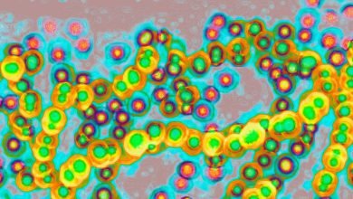 المملكة المتحدة تعاني من هجمة الحمى القرمزية.  هل الولايات المتحدة هي التالية؟ المملكة المتحدة تعاني من هجمة الحمى القرمزية.  هل الولايات المتحدة هي التالية؟