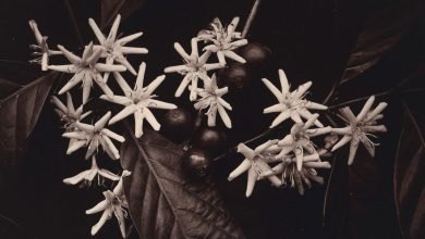 حبوب هيبستر الجادة هذه هي أفضل أمل للقهوة للبقاء على قيد الحياة