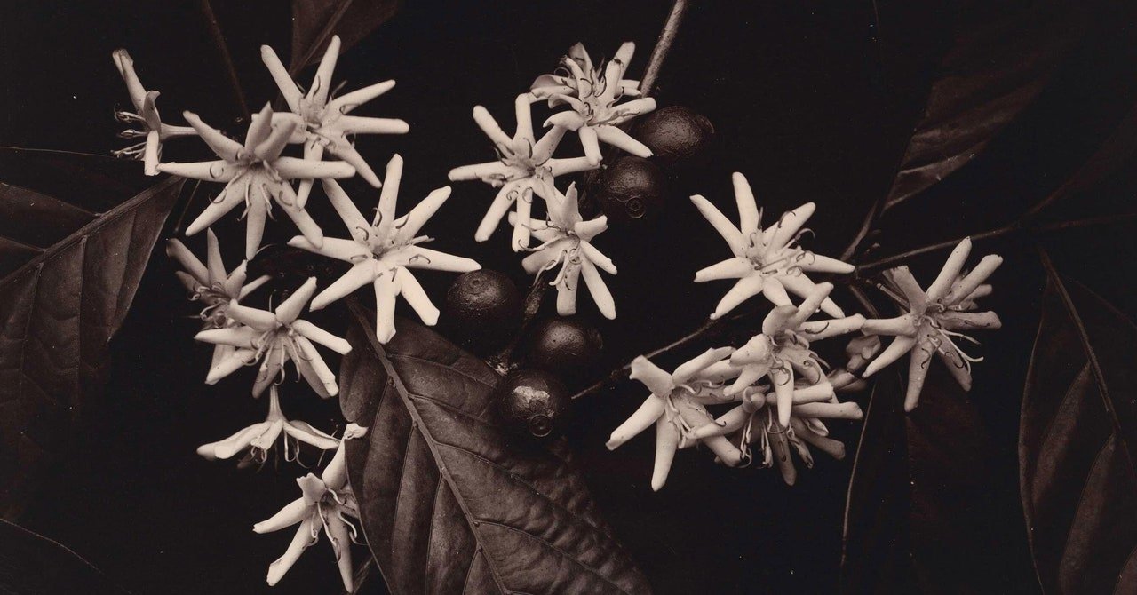 حبوب هيبستر الجادة هذه هي أفضل أمل للقهوة للبقاء على قيد الحياة حبوب هيبستر الجادة هذه هي أفضل أمل للقهوة للبقاء على قيد الحياة