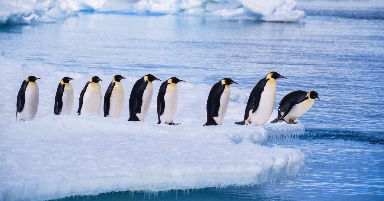 نتوء Mastodon هو الآن ركود