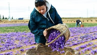 أزمة المناخ تهدد محصول الزعفران في إسبانيا أزمة المناخ تهدد محصول الزعفران في إسبانيا