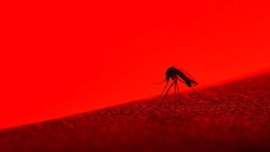 هذا الجلد المزيف يخدع البعوض لمحاربة الأمراض التي ينتشرها هذا الجلد المزيف يخدع البعوض لمحاربة الأمراض التي ينتشرها