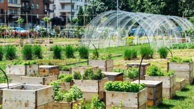 يمكنك تحويل الفناء الخلفي الخاص بك إلى نقطة ساخنة للتنوع البيولوجي