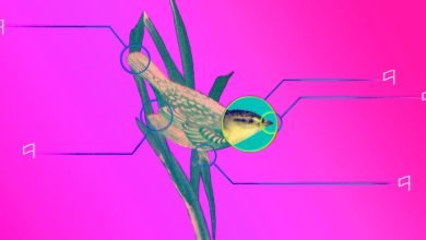 التدافع لإنقاذ أبحاث Twitter من Elon Musk التدافع لإنقاذ أبحاث Twitter من Elon Musk