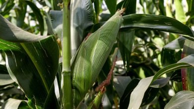 مع فشل المحاصيل في كينيا ، احتدم القتال على الكائنات المعدلة وراثيًا مع فشل المحاصيل في كينيا ، احتدم القتال على الكائنات المعدلة وراثيًا