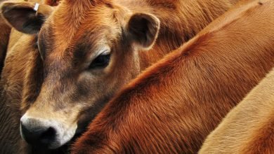 نظام الغذاء فظيع بالنسبة للمناخ.  لا يجب أن يكون كذلك نظام الغذاء فظيع بالنسبة للمناخ.  لا يجب أن يكون كذلك