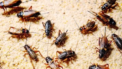 زراعة الحشرات مزدهرة.  لكن هل هي قاسية؟