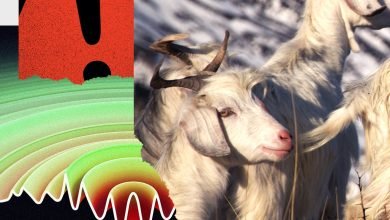 الجهد المبذول لتسخير “حواس الحيوانات الفائقة” – وتجنب الكارثة