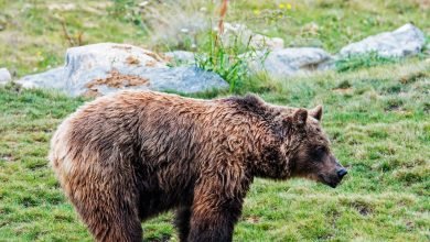 هجوم الدب القاتل يغذي معركة على إعادة التكرار هجوم الدب القاتل يغذي معركة على إعادة التكرار