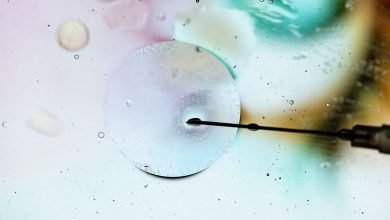 العلماء حولوا الخلايا الجذعية للقرد إلى أجنة اصطناعية