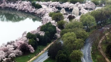 أزهار الكرز في واشنطن العاصمة تجتذب الحشود – وتساؤلات حول المناخ أزهار الكرز في واشنطن العاصمة تجتذب الحشود – وتساؤلات حول المناخ