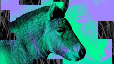 حصان مستنسخ جديد يعطي الأمل للأنواع المهددة بالانقراض